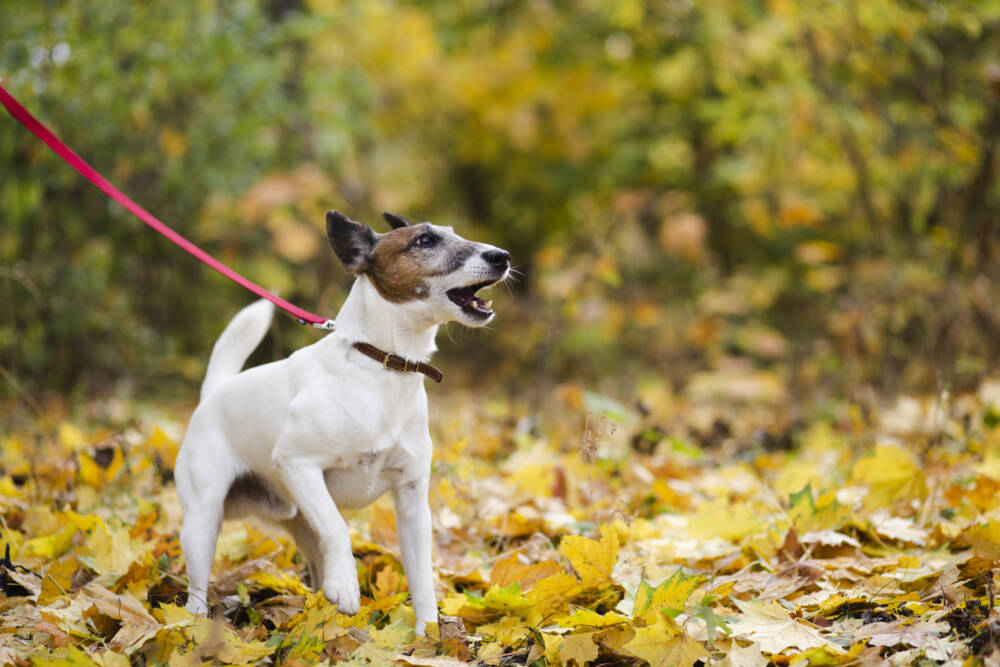 Règlement chiens dans le PNR