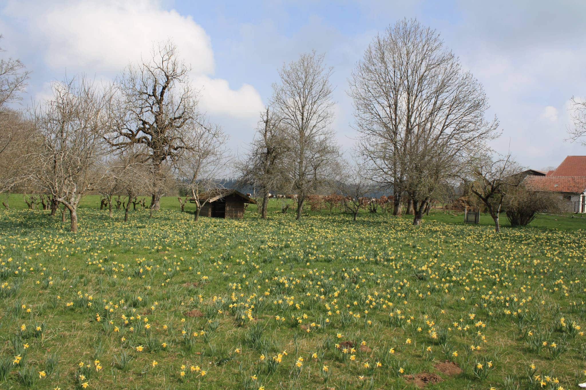 Prairie de jonquilles