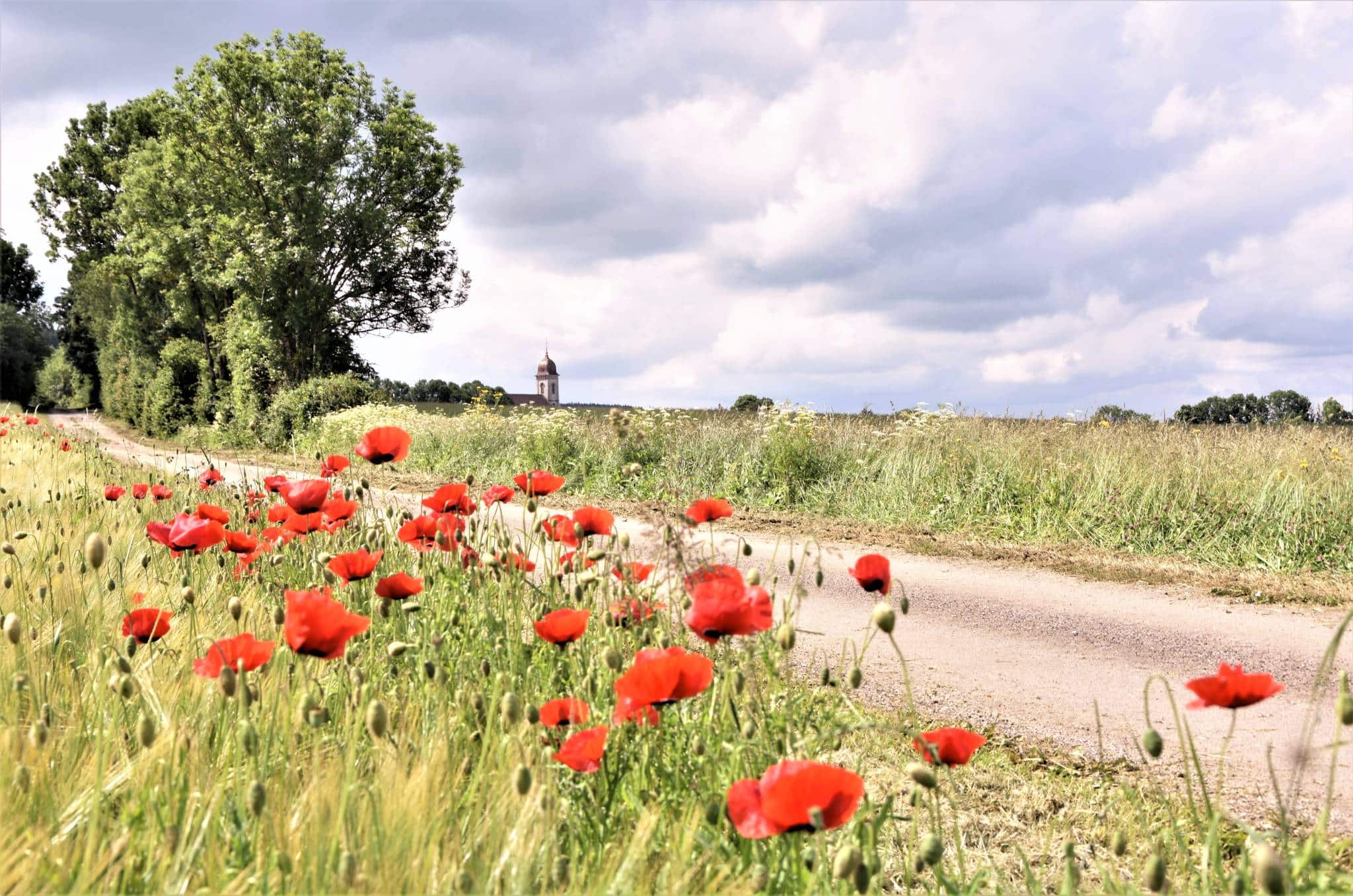 Coquelicots et vue sur l'église de Loray