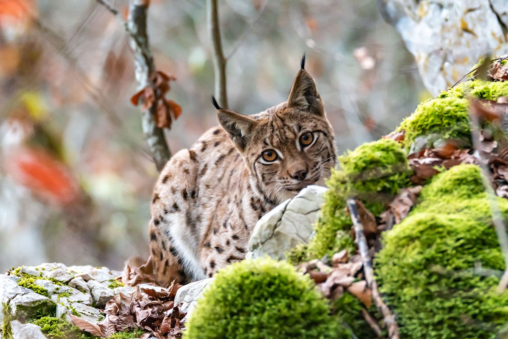 lynx boréal