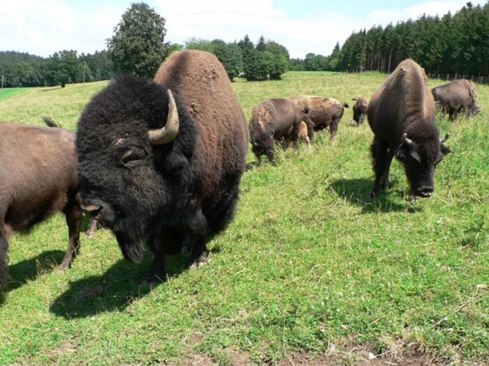 bisons damprichard - Parc Naturel Régional du Doubs Horloger
